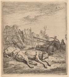 Jachthonden