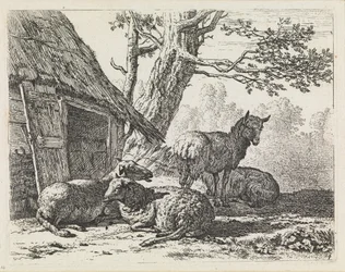 Vier schapen