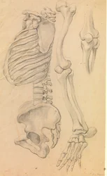 Ruggengraat met ribbenkast en bekken, profiel naar links; ook botten van een linkerbeen van heup tot teen en detail van een knie (1662?)