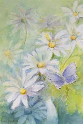 Icarusblauwtje (Polyommetus Icarus) op madeliefjes