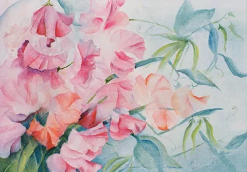 Lathyrus Odoratus, Lathyrus (horizontaal)