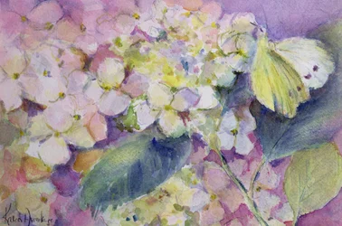 Bleekgele wolkvlinder, Colias Hyale op hortensia