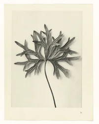 Plantstudies (Urformen der Kunst: photographische Pflanzenbilder)
