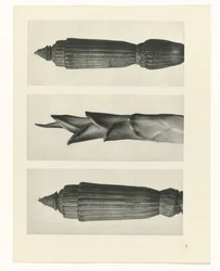 Plantstudie (Urformen der Kunst)