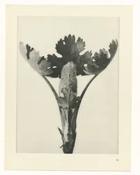 Plantstudie (Urformen der Kunst)