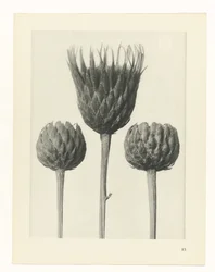 Plantstudie (Urformen der Kunst)