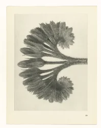 Plantstudie Urformen der Kunst (serietitel)