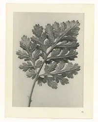 Plantstudie Urformen der Kunst (serietitel)