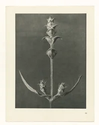 Plantstudie Urformen der Kunst (serietitel)