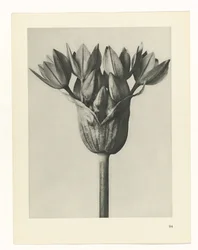 Plantenstudie. Urformen der Kunst (serietitel)