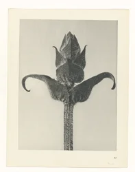 Plantstudie (Urformen der Kunst)