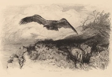 Adelaar in vlucht