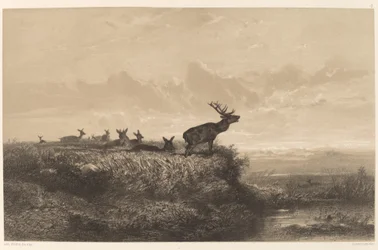 De Ochtend. Hert en Hinden