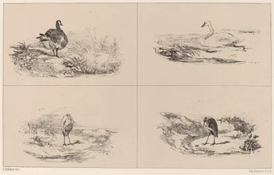 Ganzen, Zwanen, Reigers