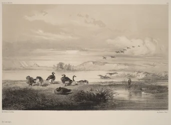 Wilde ganzen