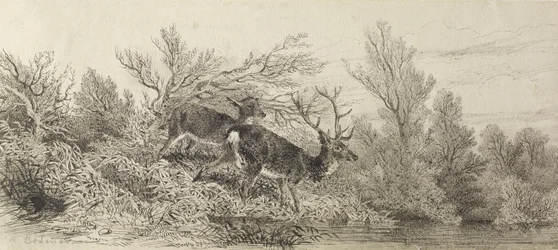 Hert in het bos