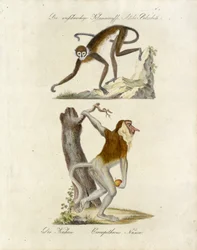 Afrikaanse apen (print)