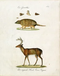 Gordeldier en hert uit Virginia (print)