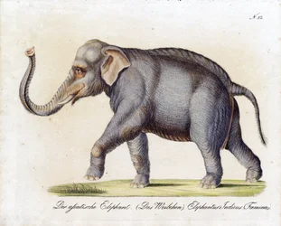 Aziatische olifant (vrouwtje) (print)