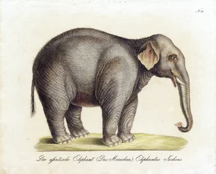 Aziatische olifant (mannetje) (print)