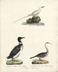 Alk, vliegende zonnevogel en noordse duiker (print)