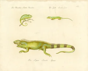 Kameleon, gekko en leguaan (print)