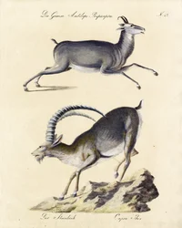 Gemzen en steenbokken (print)