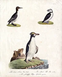 Zeekoet, noordse aak en kuifpinguïn (print)