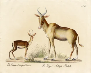 Dorcas Gazelle en Nilgai (print)
