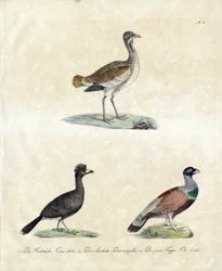 Europese wilde vogels (print)
