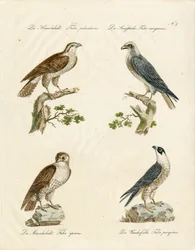 Havik en torenvalk (print)