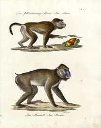 Hamadryas baviaan en mandril (print)