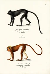 Hanuman Langur, 1824