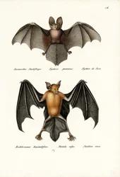 Holgezichtvleermuis, 1824