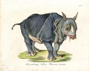 Indische neushoorn (print)