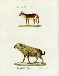 Jakhals en gevlekte hyena (print)