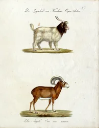 Kasjmiergeit en moeflon (print)