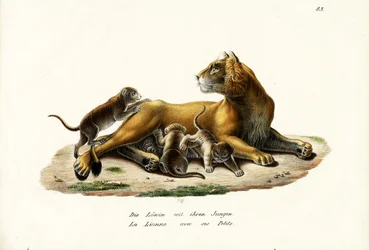 Leeuwin Met Welpen, 1824
