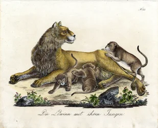 Leeuwin met haar welpen (print)