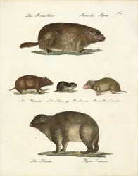 Marmotten en andere knaagdieren (afdrukken)