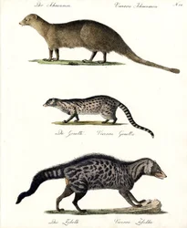 Mangoest, genetkat en civet (print)