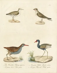 Phalarope, Stern, Jacana en Water Rail (print)