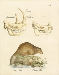 Neushoorn schedels en de bever (print)
