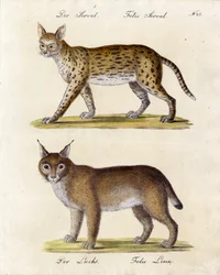 Serval en lynx (print)