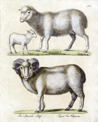 Schaap met lam en ram (print)