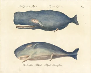 Potvissen (print)