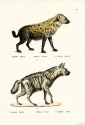 Gevlekte Hyena, 1824
