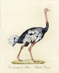 De Afrikaanse struisvogel (print)