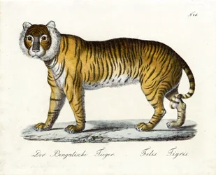 De Bengaalse tijger (print)