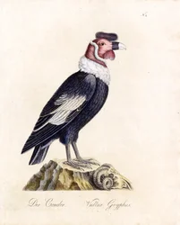 De Condor (print)